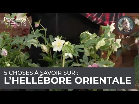 Vidéo: La picotee est-elle une plante vivace ?