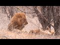 The Mopani lion coalition AKA Golden boys with Cubs!