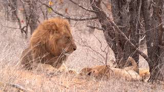 The Mopani lion coalition AKA Golden boys with Cubs!