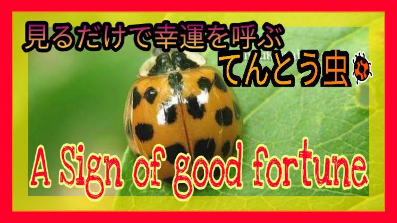 見るだけで幸運を呼ぶ テントウ虫 Lucky Just To See Ladybug Youtube