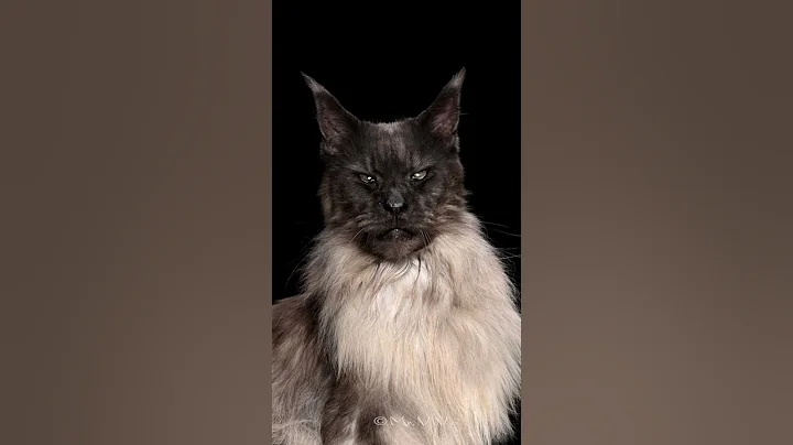 Watch the video about A royal gaze.