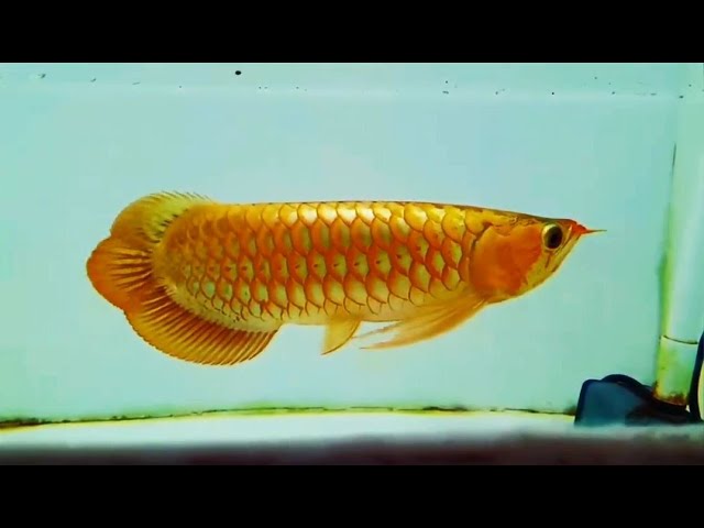 Beautiful Super Orange Arowana Fish | Rare & Expensive Arowana