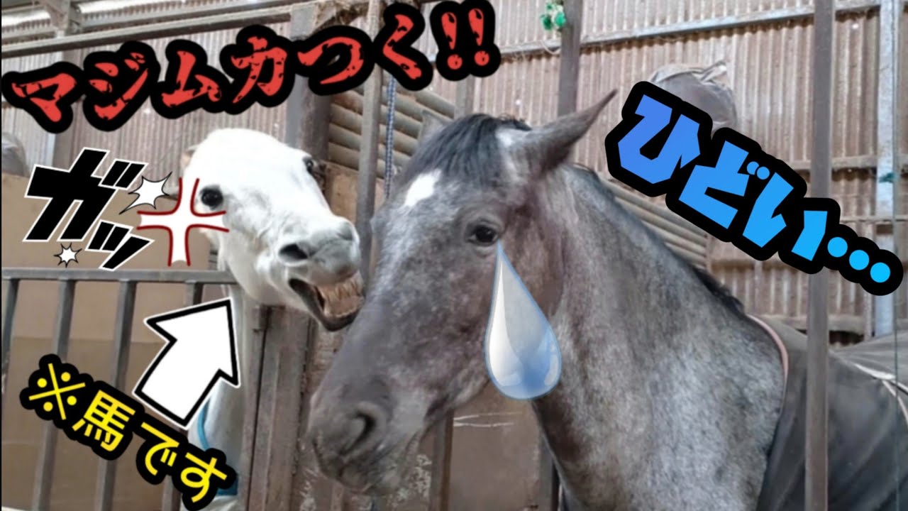 牝馬のケンカは怖い!?可愛い馬タラちゃんが先輩の白馬(牝馬)に怒られてました…。+お知らせ動画【ツルマルボーイ様のシモべ】