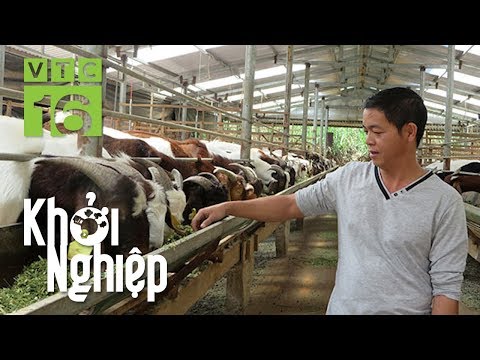 Chuyên gia mách cách nuôi dê hiệu quả | VTC16