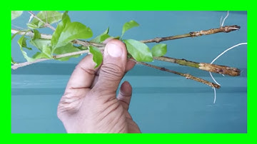 How To Grow Duranta Plant From Cuttings In Water: Duranta Propagation in Water