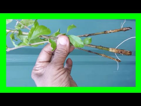 How To Grow Duranta Plant From Cuttings In Water: Duranta Propagation in Water