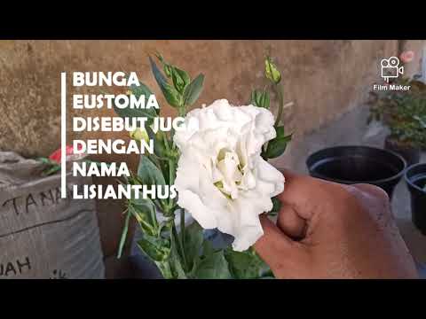 Video: Eustoma Putih (28 Foto): Jenis Lisianthus, Bunga Terry "Alice" Dan "Rosita" Dengan Tepi Ungu