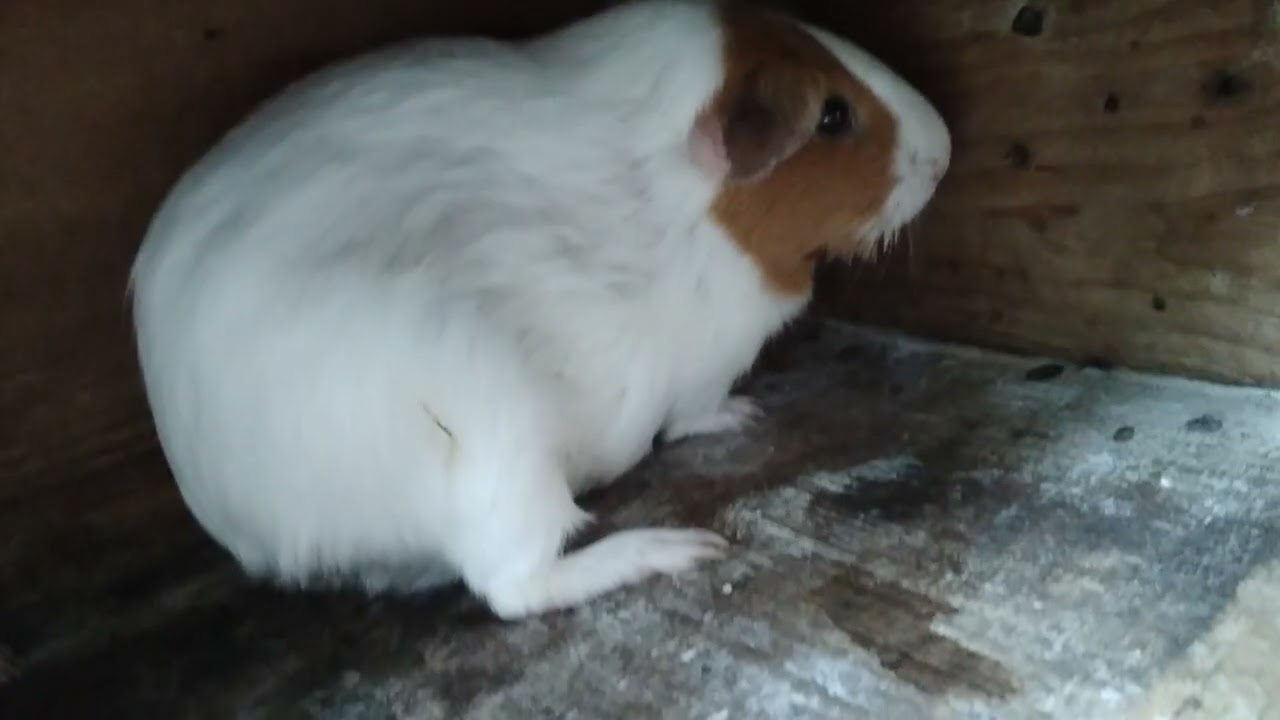 Snow's babies!🐹 3 guinea pigs again!💖💕