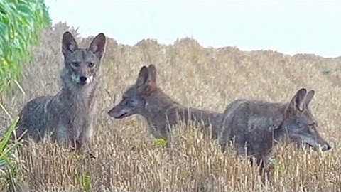 20 Coyotes! Coyote Hunting Compilation - Close Encounter Predator Hunts 4K