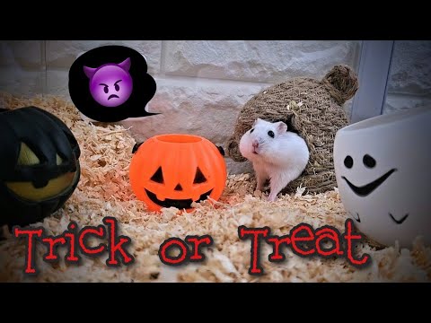 ハロウィンオバケそっくりな可愛いハムスター！ - YouTube