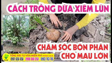 CÁCH TRỒNG DỪA XIÊM LÙN - KỸ THUẬT CHĂM BÓN PHÂN