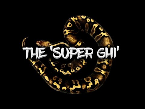 The 'Super GHI' ball python