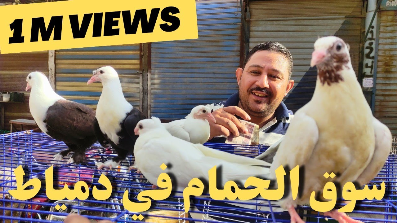 سوق الحمام فى دمياط انهارده بالاسعار حمام جامد ببلاش