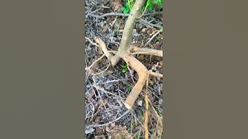 Cây Ưng bất bạc rừng sđt 0793215680