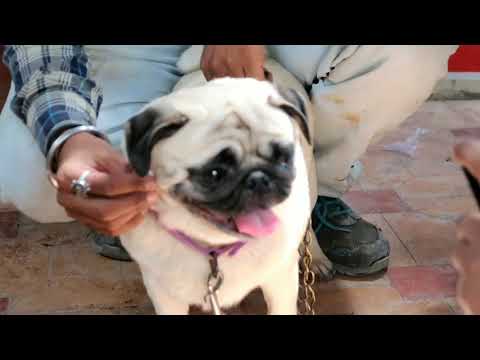 Cheapest Dog Market Wholesaleretail Dogs In Cheap Price