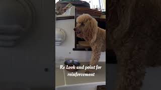 Dog Food vs Mom&#39;s cooking #cutedog #dog #doggo #sailingaway