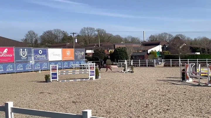 Lot 98 6 year old bay gelding