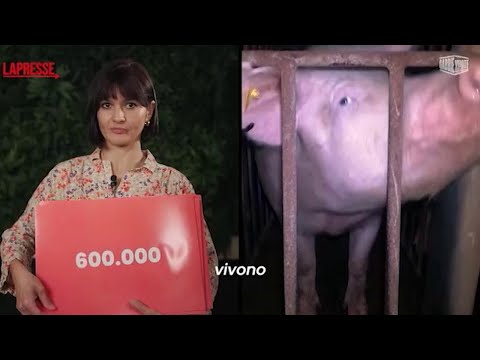 Video Allevamenti intensivi, la chef stellata Chiara Pavan: «Vietiamo le gabbie»