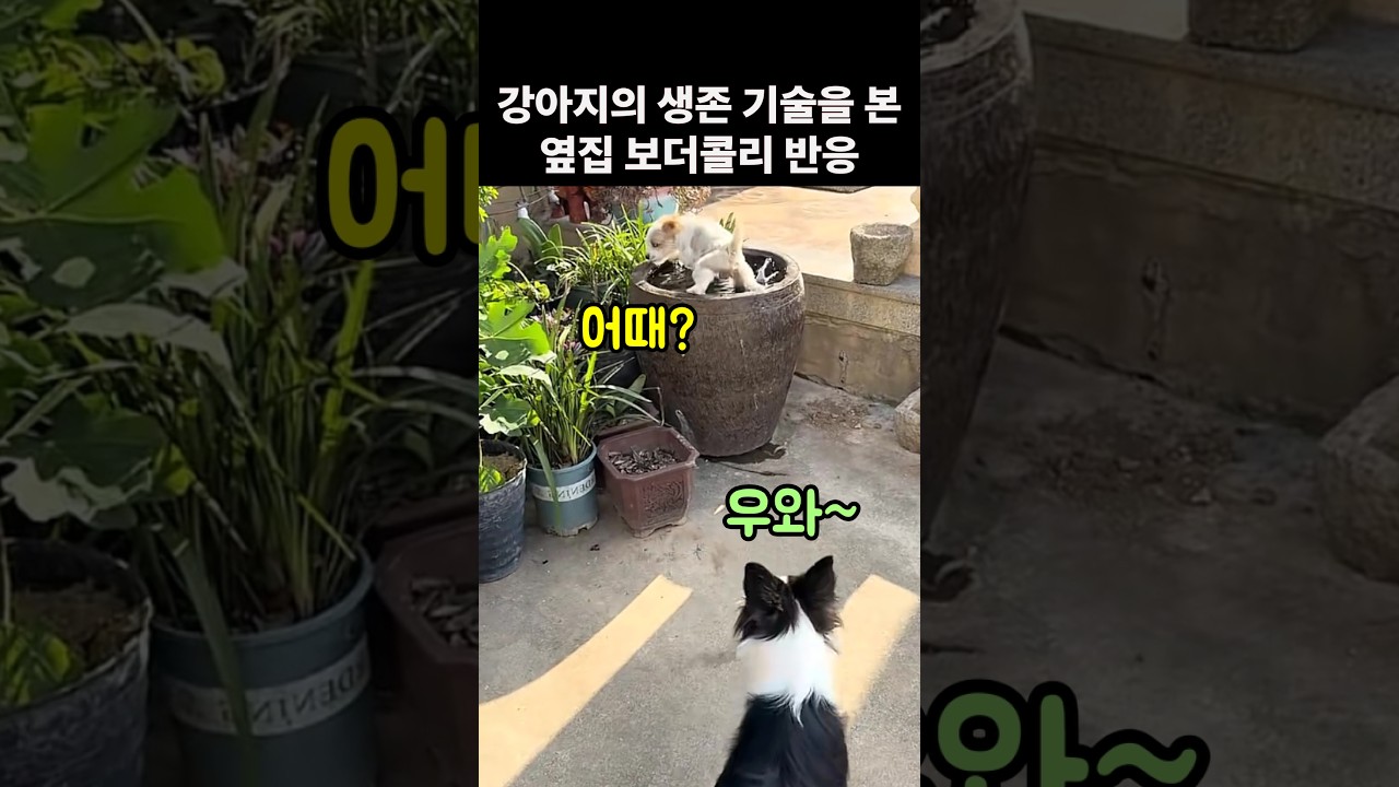 혼자서 터득한 강아지의 생존기술을 본 옆집 보더콜리 반응