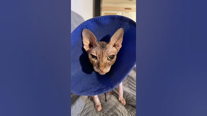 Video 11851911: sphynxcat, hairless cat