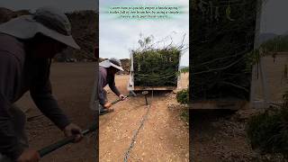 Smart Tree Branch Unloading Hack For Your Work Truck