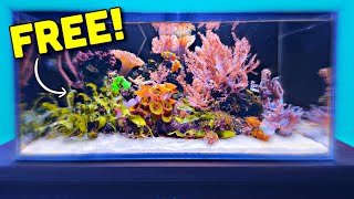 New Corals for the EASIEST Reef Tank Setup  Fish Room Update Ep. 3