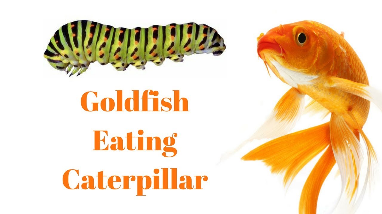 Goldfish Eating A CATERPILLAR!!! YouTube