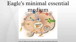 Eagle's minimal essential medium