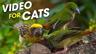 Videos For Cats To Watch  Cat TV Videos About Birds And Squirrels Prevent Anxiety