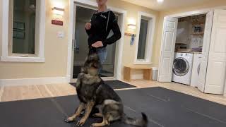 Obedience Training with Freya II | 9-Month-Old High-Drive German Shepherd | Amy Pishner