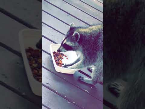 Bold Raccoon Eats