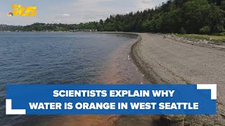 Why was the water orange in West Seattle? Scientists explain why
