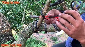 Kỹ thuật vê cây Tùng la hán | Tùng la hán vê trồng có đảm bảo không | Vết vê sau 2 Năm