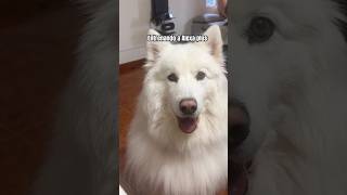 Adaptándonos a su nueva voz, sus nuevas dinámicas #alexaplus #dogshorts #perros #alexa
