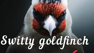 Switty Goldfinch Song 