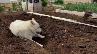 How To Plant Potatoes In Rows