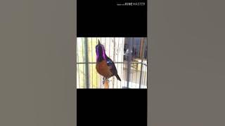 Audio suara pikat kolibri ninja 100% ampuh anti gagal