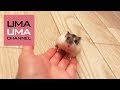 呼ぶとダッシュで駆けつけるハムスター【うまる#5】Hamster runs up to me when I call his name.