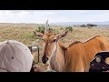 "Pearls of the Plains" - Amazing Wildlife Safari in Loisaba Conservancy, Laikipia Kenya 2018 (4K)