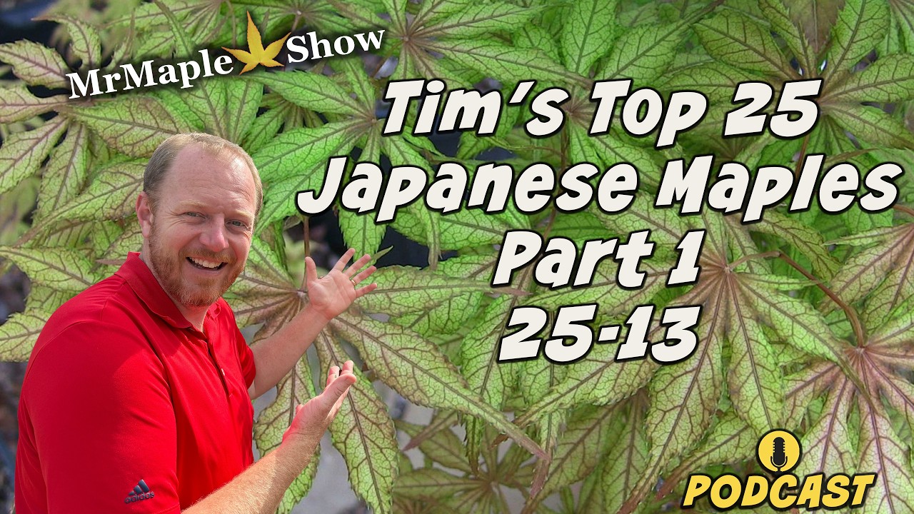 Tim's Top 25 Japanese Maples Part 1, 25-13 | MrMaple Show Podcast