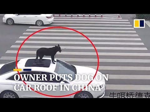 Owner puts dog on car roof in China and drives on busy road