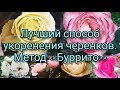 Вегетативное размножение. Черенкование роз. Метод "Буррито" - 100% работающий способ.