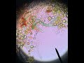 Micro bioblitz event! - Pondwater protists and various photosynthetic organisms 💧🔬☀️