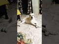 കളിച്ച് തളർന്നു #suchu #bubblu #funny #pets #drama #love #masti #cute #play #gaming #workout #baby