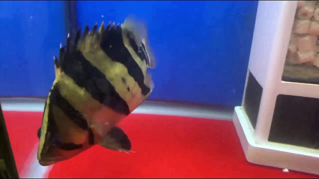 ST datnoid and The Big Block Filter - YouTube