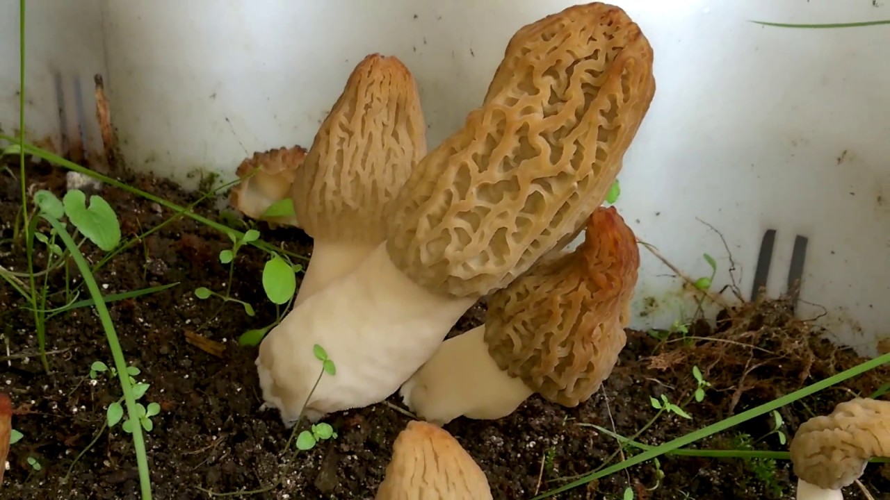 Can You Grow Morel Mushrooms Inside Indoor Morels Update Almost Harvest Time Youtube