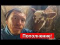 ОТЕЛИЛАСЬ ВЕЧЁРКА // ПОЛНЫЙ ОБЗОР ХОЗЯЙСТВА