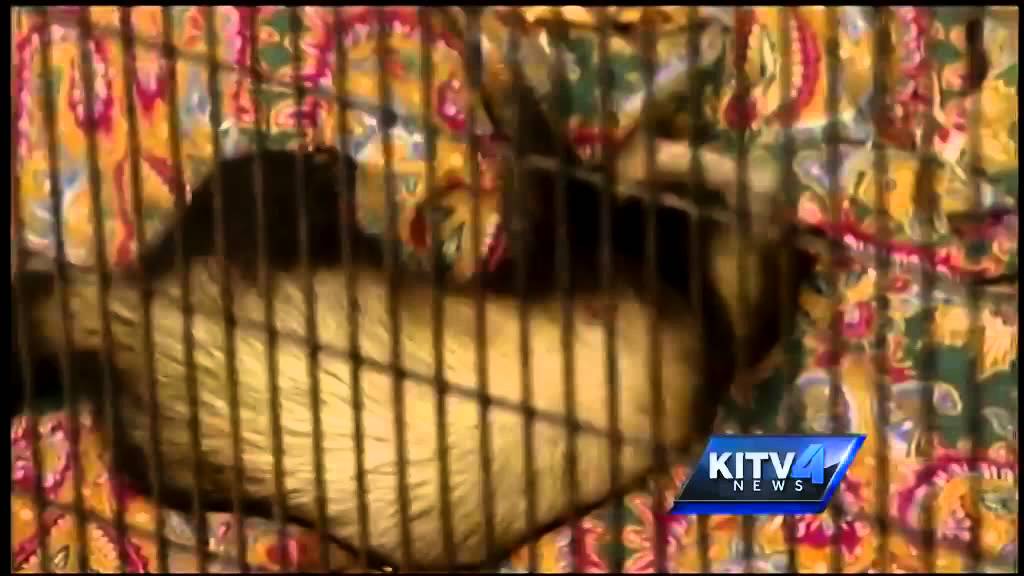 Going Wild: Zoo Ferrets