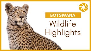Our Best of Botswana Wildlife Sightings