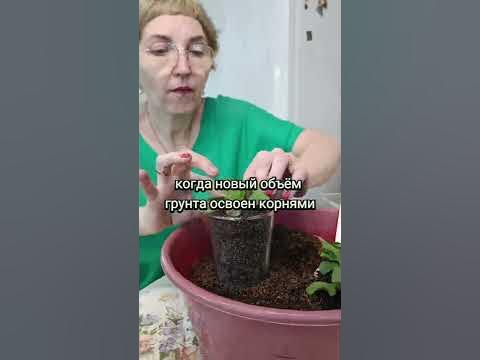 КАК ВЫРАСТИТЬ ПЫШНЫЙ КУСТ ПЕТУНИИ - YouTube